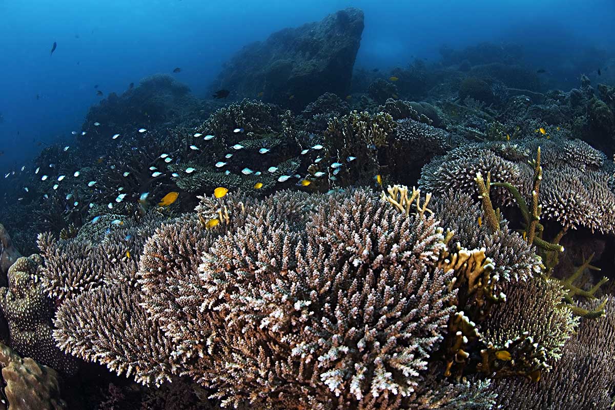 Scuba Diving in Malaysia